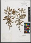 Foto von Salix sitchensis Sanson ex Bong.